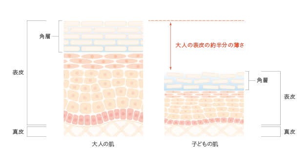 大人と子供の皮膚の厚さ