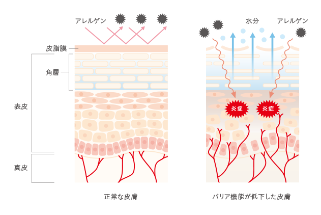 バリア機能