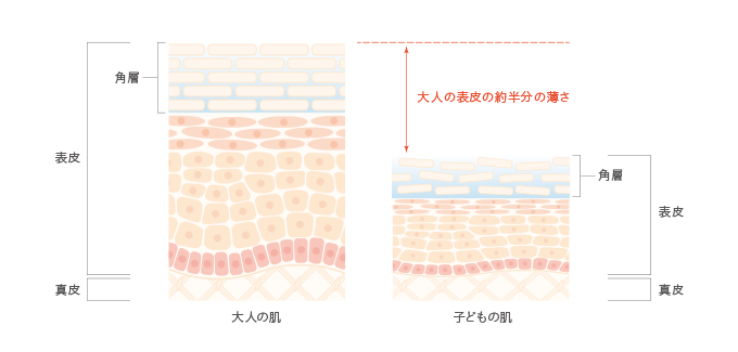 大人と子供の皮膚の厚さ